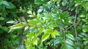 đặc sản Măng Đen lá chè dây