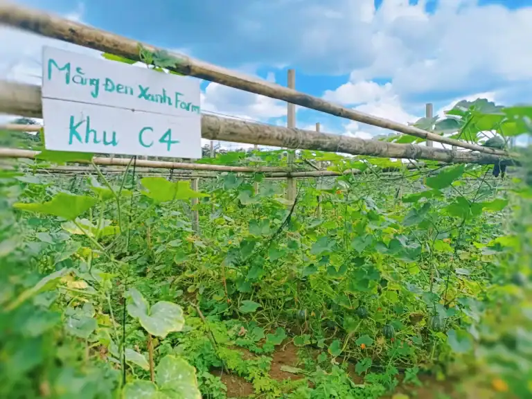 DỊCH VỤ DU LỊCH MĂNG ĐEN – HƯỚNG ĐI BỀN VỮNG TỪ DU LỊCH CỘNG ĐỒNG KON PLÔNG 4 DỊCH VỤ DU LỊCH MĂNG ĐEN farm