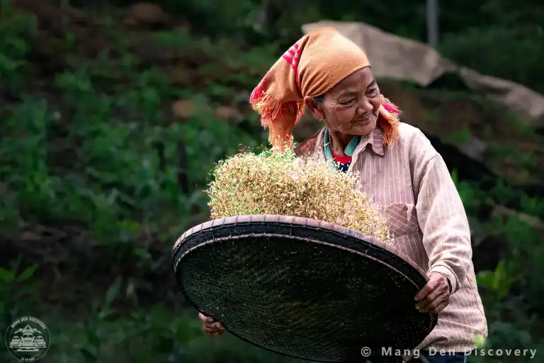 Người dân địa phương sàng gạo trong trải nghiệm du lịch cộng đồng Măng Đen