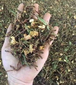 Trà Sơn Mật - Đặc Sản Măng Đen 5 trà sơn mật dac san mang den