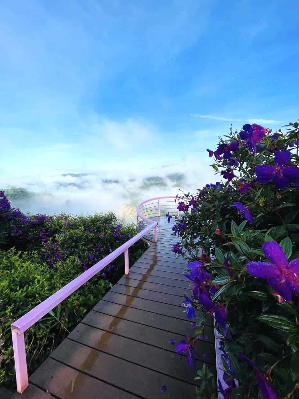 homestay Măng Đen góc nhìn hoa mua bên hành lang ngắm núi rừng săn mây săn mây homestay and coffee