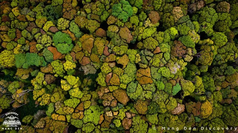 Trang Chủ 24 Tổng quan du lịch Măng Đen