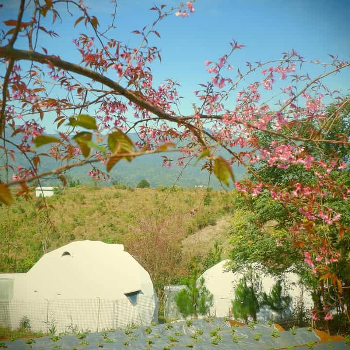 farmstay Măng Đen góc nhìn lều và mai anh đào của ventosa homefarm