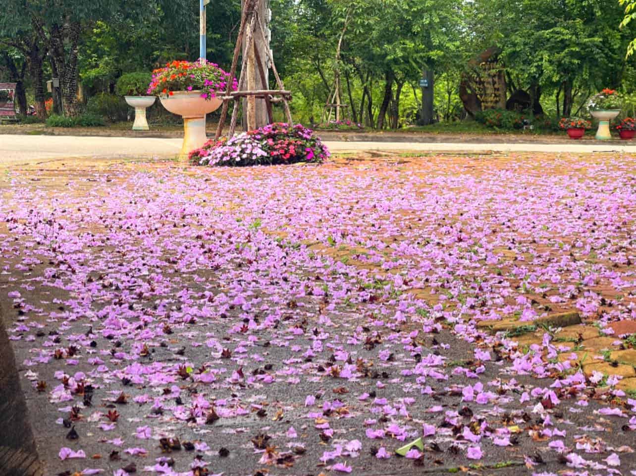 homestay Măng Đen vườn hoa trải nhiều hoa mai anh đào bên cạnh nhiều hoa khác ở Pinky Moon homestay