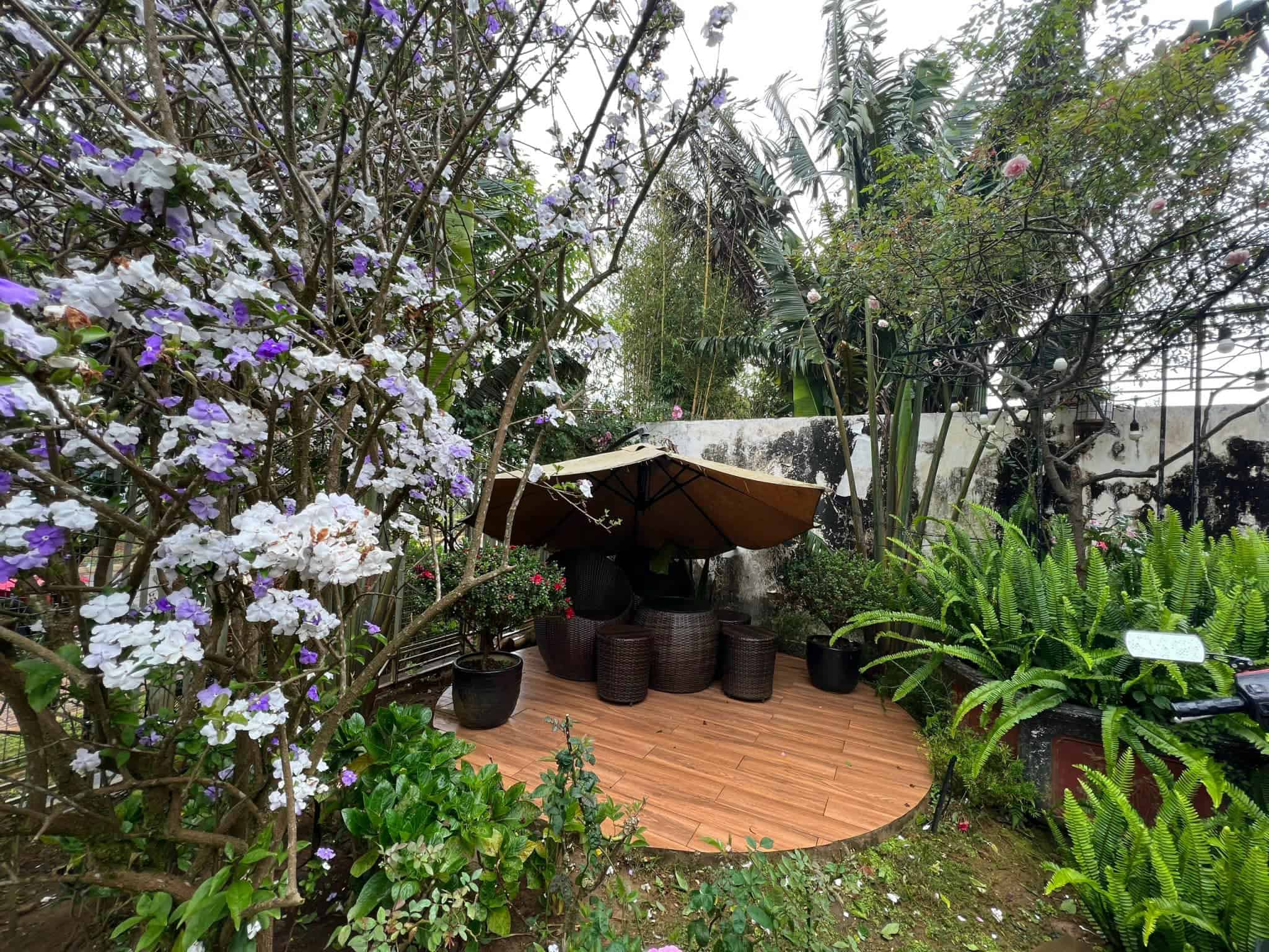 homestay Măng Đen góc ngồi uống trà nhiều hoa của vườn trà homestay