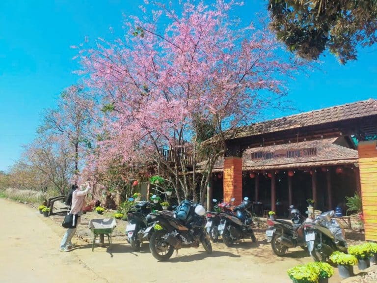 homestay măng đen có đào đẹp