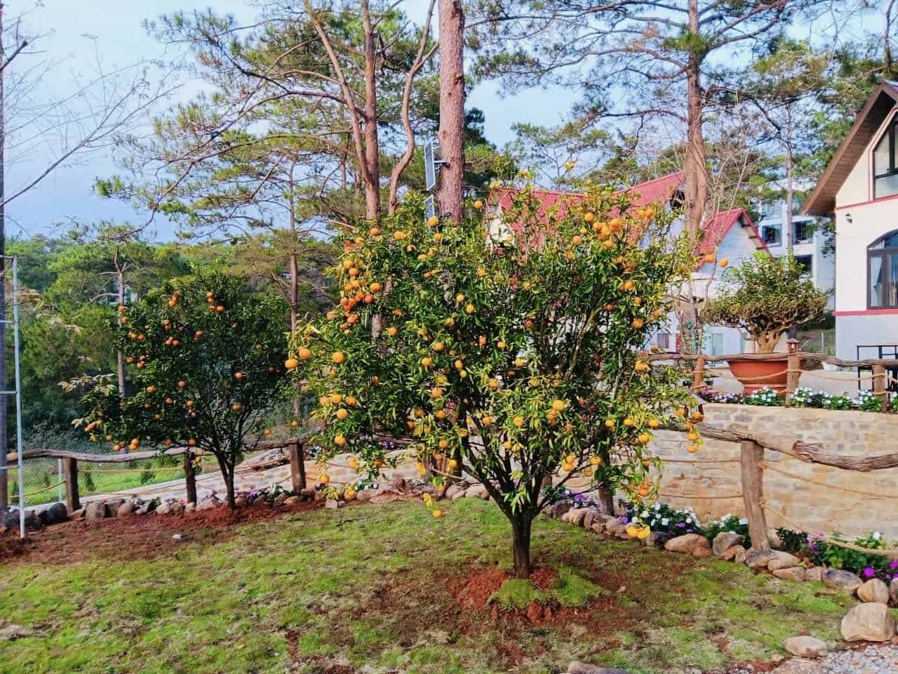 homestay mang den vườn hòa nhiều cây, hoa ở Măng Đen Romantic Homestay