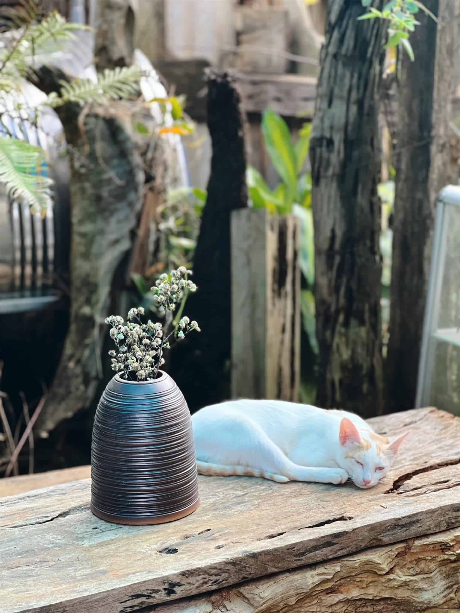 homestay mang den hoa trang trí và mèo ở Người Măng Đen Homestay