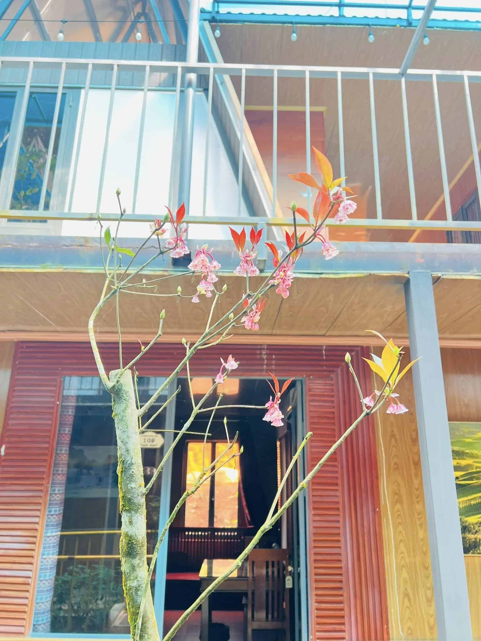 khách sạn Măng Đen lan can và hoa ở khách sạn Đồi Thông