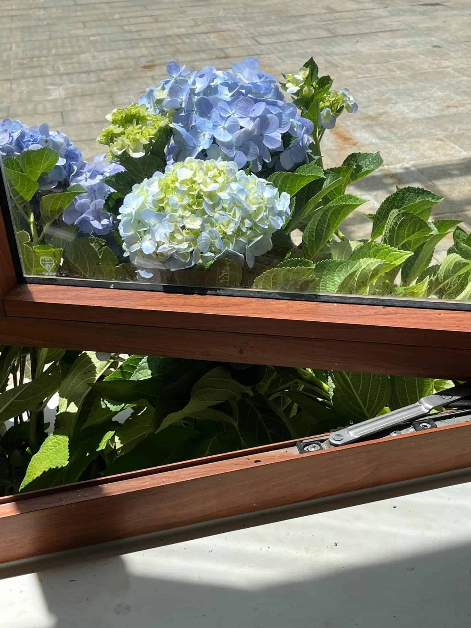 khach san mang den hoa cẩm tú cầu trồng sát cửa sổ the kindness hotel