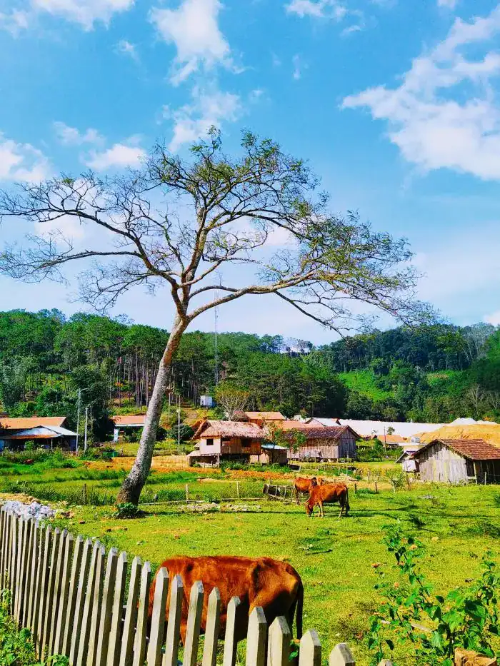 DU LỊCH CỘNG ĐỒNG MĂNG ĐEN — PHÁT TRIỂN VĂN HÓA ĐỒNG BÀO DÂN TỘC 1 Du lịch cộng đồng Măng Đen