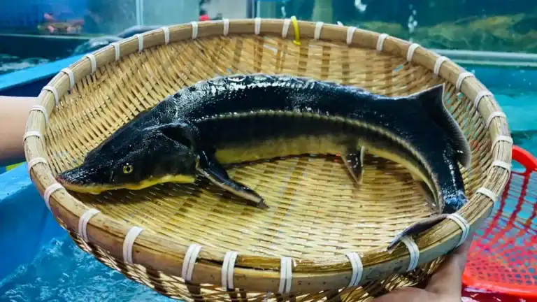 DỊCH VỤ DU LỊCH MĂNG ĐEN – HƯỚNG ĐI BỀN VỮNG TỪ DU LỊCH CỘNG ĐỒNG KON PLÔNG 3 DỊCH VỤ DU LỊCH MĂNG ĐEN ẩm thực