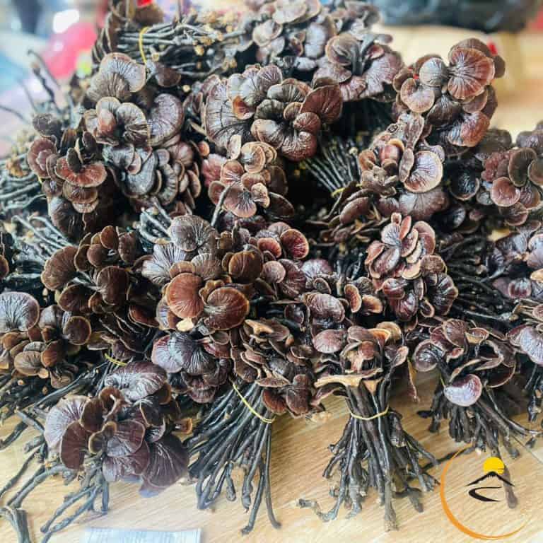 Đặc Sản 9 Nấm cổ cò Măng Đen nấm rừng dùng nấu canh xào cho bữa cơm có vị tự nhiên