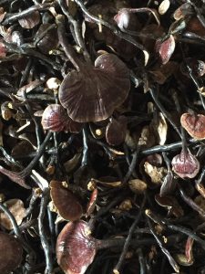 dac san mang den nấm cổ cò hỗ trợ sức khỏe