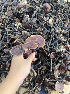 dac san mang den nấm cổ cò chữa bệnh