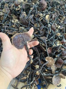 dac san mang den nấm cổ cò măng đen