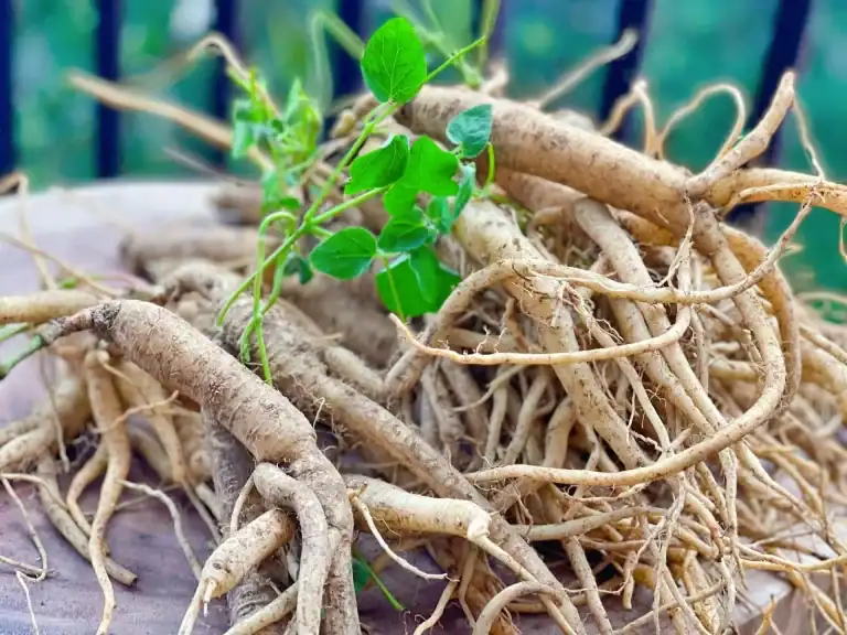 dịch vụ Măng Đen sâm dây