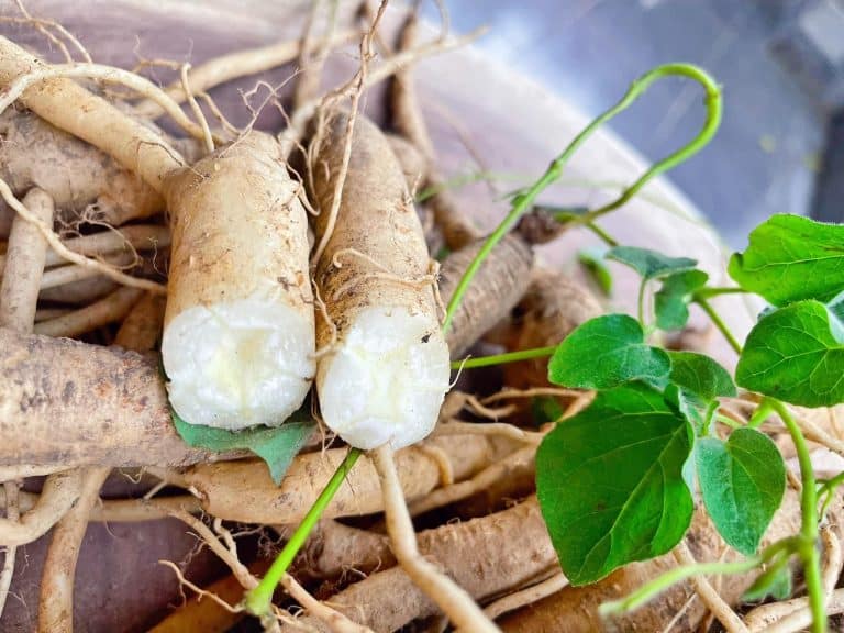 Đặc sản Măng Đen s&acirc;m d&acirc;y Măng Đen đặc sắc tại Măng Đen