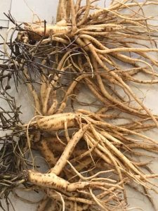 Sâm dây Ngọc Linh (Hồng Đẳng Sâm) - Đặc Sản Măng Đen 4 dac san mang den sâm dây ngọc linh