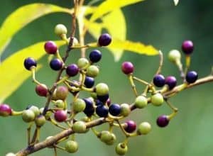 đặc sản Măng Đen tiêu rừng còn mới