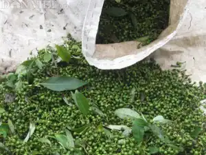 đặc sản Măng Đen tiêu rừng nguyên hạt