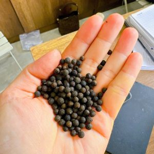 đặc sản Măng Đen tiêu rừng phơi khô