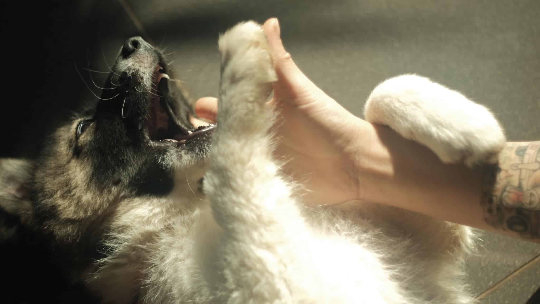 villa Măng Đen cho mang thú cưng