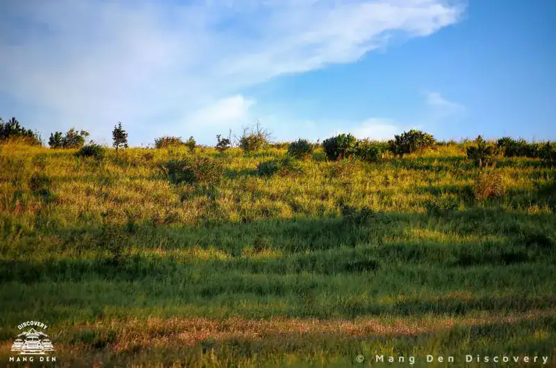 Ánh sáng cuối ngày trên rừng thông và triền đồi ở Măng Đen