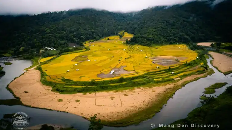 MÙA LÚA CHÍN Ở LÀNG KON TU RẰNG – MÙA VÀNG CHẠM KÝ ỨC GIỮA MĂNG ĐEN 28 mùa lúa chín Kon Tu Rằng