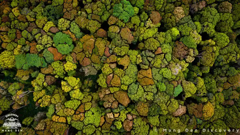 RỪNG MĂNG ĐEN – BÁU VẬT NGUYÊN SINH GIỮA CAO NGUYÊN 27 rừng măng đen