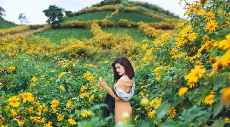 Du khách đứng giữa cánh đồng hoa dã quỳ vàng rực nở rộ tại Măng Đen, tay cầm điện thoại, xung quanh là đồi xanh và hoa vàng trải dài