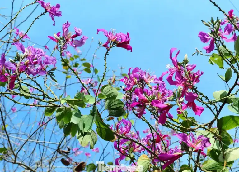 Cành cây hoa ban tím Măng Đen nở rộ với những bông hoa hồng tím cùng lá xanh tươi nổi bật trên nền trời xanh trong