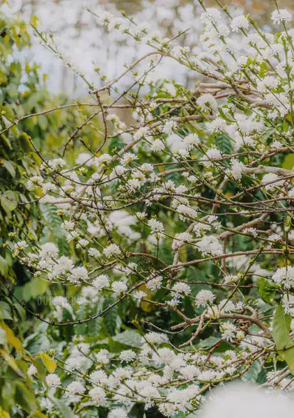 Cành cây phủ đầy hoa cà phê trắng nhỏ nở rộ cùng lá xanh, gợi lên vẻ đẹp tươi tốt của mùa hoa Măng Đen tháng 2 tháng 3