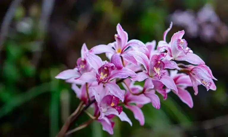 Cận cảnh chùm hoa địa lan tím hồng rực rỡ với tâm hoa vàng tím ướt sương, nổi bật trên nền xanh mờ ảo tại Măng Đen