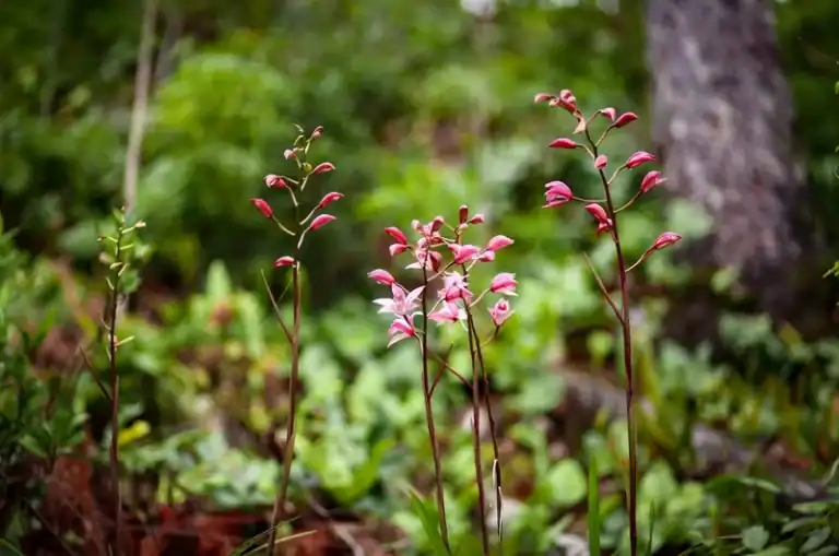 Những thân cây thon cao với hoa hồng nhỏ mọc tự nhiên trong rừng già Măng Đen, ánh sáng chiều len lỏi qua tán lá xanh mướt