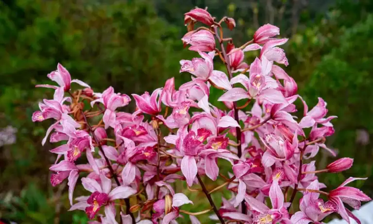 Chùm hoa địa lan hồng trắng rực rỡ đang nở giữa tán lá xanh tươi tại Măng Đen, ánh sáng chiều tạo khung cảnh huyền ảo