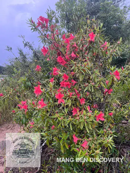 Bụi đỗ quyên hồng đỏ mọc tự nhiên giữa rừng già Măng Đen trong khung cảnh mây mù buổi sáng mùa xuân