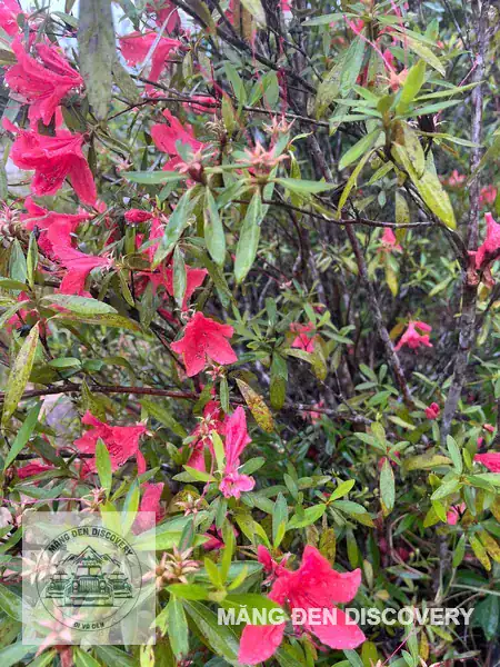 Cận cảnh bụi hoa đỗ quyên rừng màu hồng tươi nở rộ giữa rừng Măng Đen, lá xanh và hoa hồng nổi bật trên nền rừng già