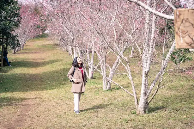 Phụ nữ mặc trench coat màu be đi dưới con đường rợp bóng hoa mai anh đào Măng Đen nở hồng nhạt cùng sương mù buổi sáng