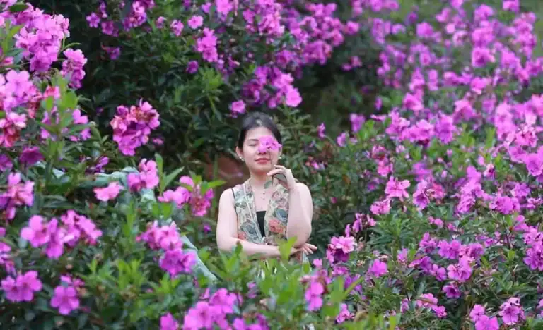 Phụ nữ đứng giữa những bụi hoa mua Măng Đen nở hồng tươi, tay cầm bông hoa gần khuôn mặt, lá xanh và hoa nở rộ xung quanh