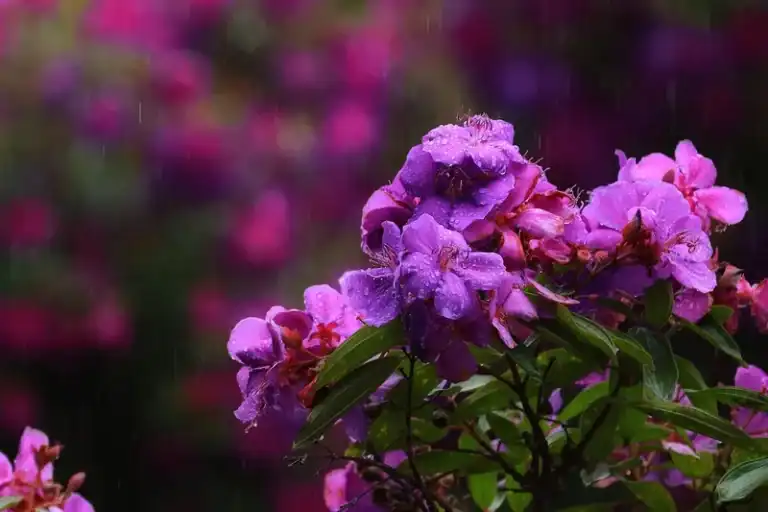 Cận cảnh hoa sim Măng Đen màu tím rực nở giữa lá xanh, những giọt mưa lấp lánh trên cánh hoa tím hồng mùa mưa cao nguyên