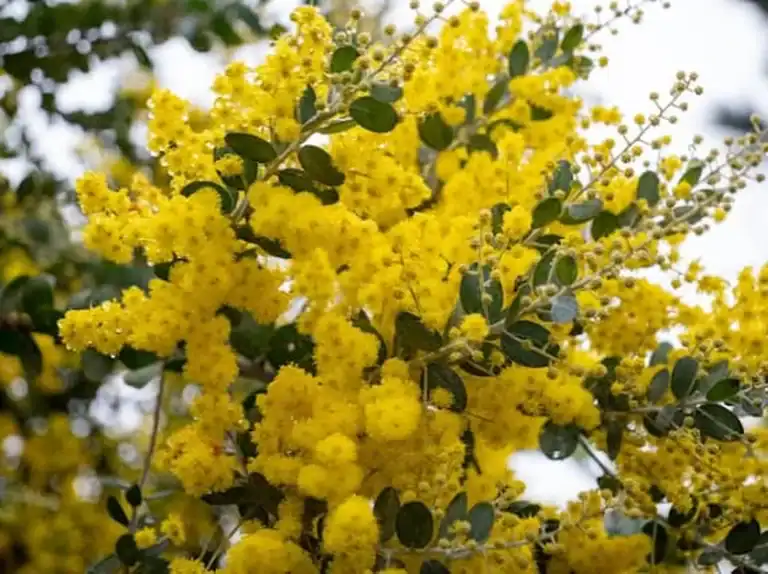 Cận cảnh chùm hoa mimosa vàng mềm mại trên cành keo tại Măng Đen, những bông hoa nhỏ li ti nổi bật trên nền trời nhạt