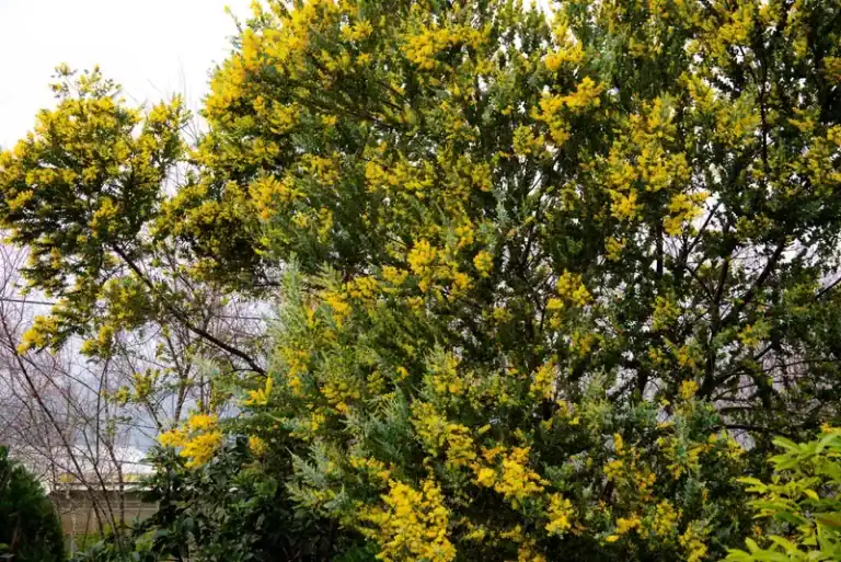 Rừng mimosa vàng rực tại Măng Đen tháng 1, những cành cây phủ chùm hoa vàng li ti tạo không gian vàng ấm áp đặc trưng mùa khô