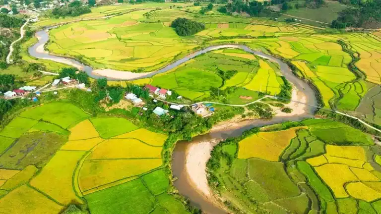 Cánh đồng lúa chín vàng tại Măng Đen Kon Plông mùa thu hoạch, màu vàng rực tương phản với rừng thông xanh xa xa