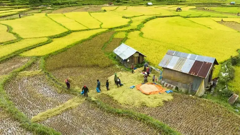 Ruộng bậc thang Măng Đen lúa chín vàng sát làng người Xơ Đăng, rừng thông xanh mướt làm nền dưới bầu trời trong xanh
