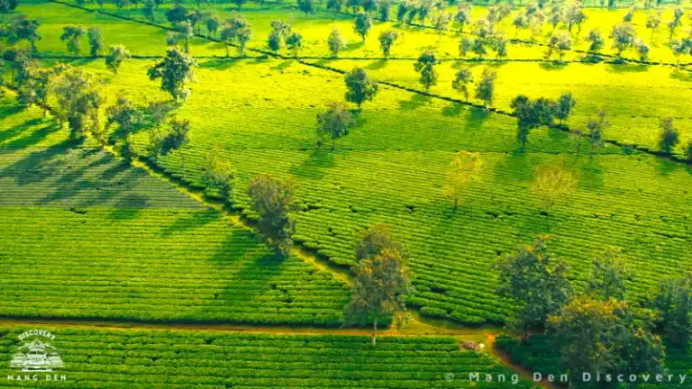 TOUR MĂNG ĐEN 3 NGÀY 2 ĐÊM – HÀNH TRÌNH KHÁM PHÁ TRỌN VẸN CAO NGUYÊN 3 Đồi chè Pleiku là điểm mở đầu dễ chịu trước khi đi sâu hơn vào vùng cao nguyên.