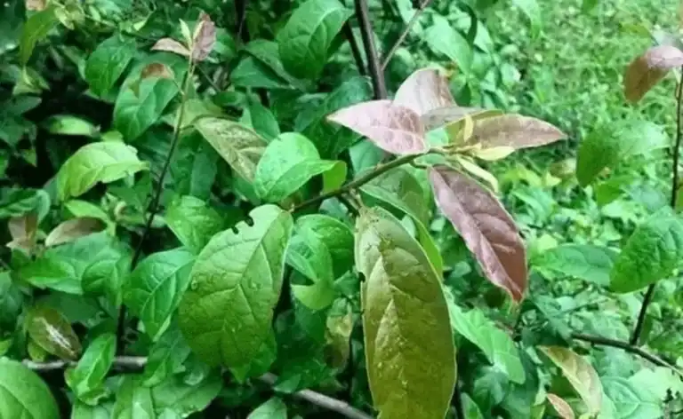 Đặc Sản 6 Xạ đen rừng Măng Đen phơi khô nấu nước uống nhóm dược liệu được nhiều người hỏi mua