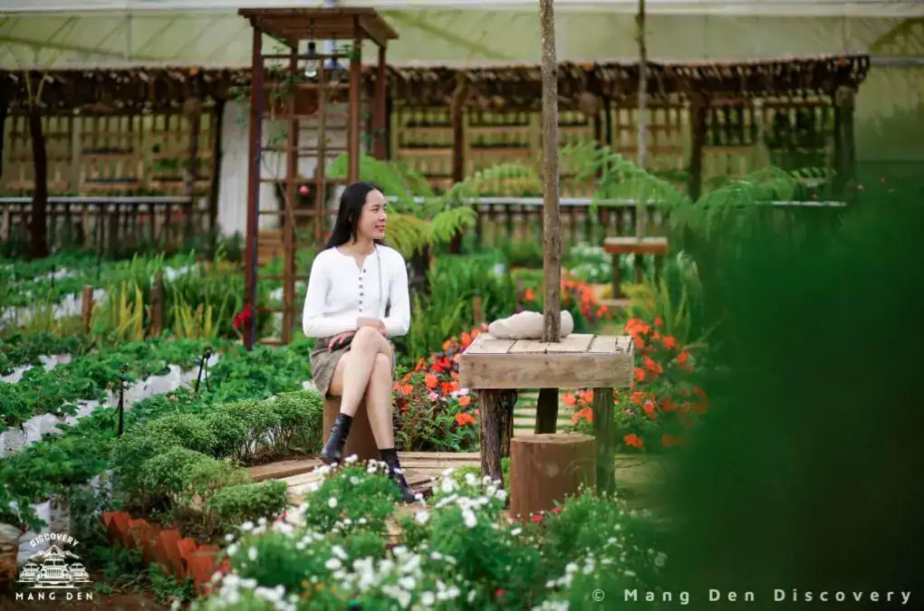 Không gian quán cafe Măng Đen nhìn ra rừng thông