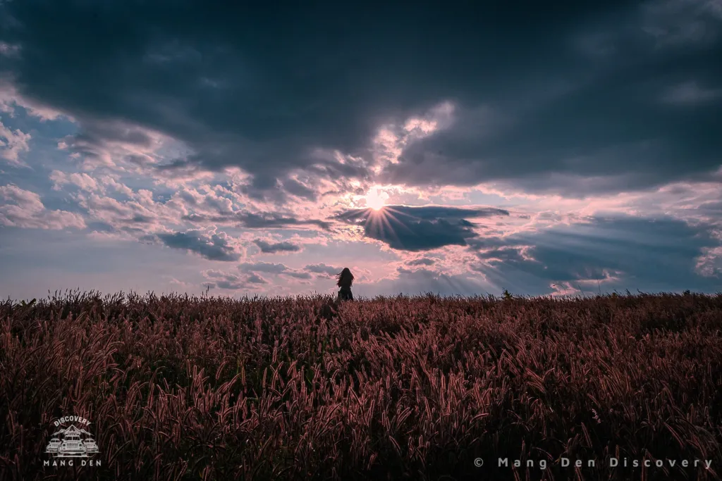 đồi cỏ măng đen vào buổi chiều tà với mặt trời chen giữa tầng mây đẹp, một cô gái đến đây chụp ảnh bên đồi cỏ, ánh sáng rất đẹp