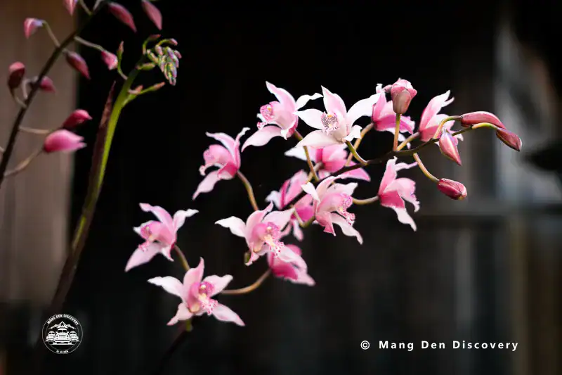 Hoa địa lan nở tại làng Vi Rơ Ngheo